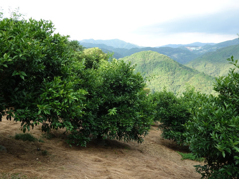 有機JAS 青ゆず５キロ -2025年産-