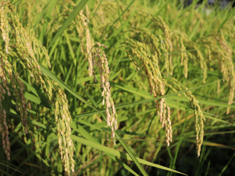 【令和7年産・新米】農薬・化学肥料不使用　長野県産ゆうだい21【玄米5kg】