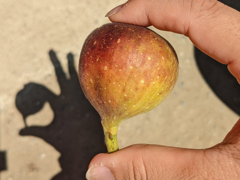 【終了間近】福岡県限定生産　糖度平均18度越え！ じぃじのいちじく・秋（とよみつひめ 約1.2kg）【18〜30個】