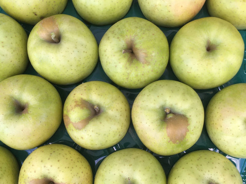 【先行予約】　家庭用　王林３ｋｇ　青森県産りんご