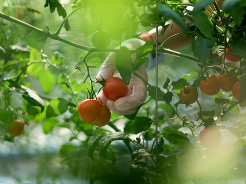 【リピート率97％！】離島育ちの甘いミディトマト『あま壱岐』1kg　アイメック農法と豊かな自然で育まれた自慢のトマトをぜひお試しください！地元スーパーの大人気商品です