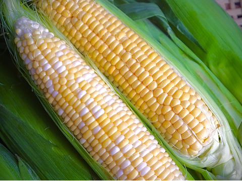 【福袋2025】ゴールドラッシュとドルチェドリーム　5本ずつ（計10本）