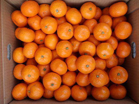 【冬ギフト】農家直送！有田みかん7.5kg≪2Sサイズ（小玉）秀品≫【平武農園】～蛍飛ぶ町から旬の便り～　和歌山｜有田｜田口｜ギフト｜こだわり　産地直送　お取り寄せ