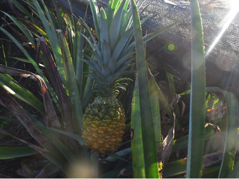 【有機JAS認証】果汁た～っぷり！沖縄で昔から愛されてきた島パイン　約３kg（２～４玉）