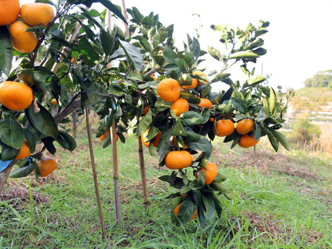 【自然栽培】 小玉(５ｃｍ以下）弁当に最適 完熟  中生みかん（2.2K）