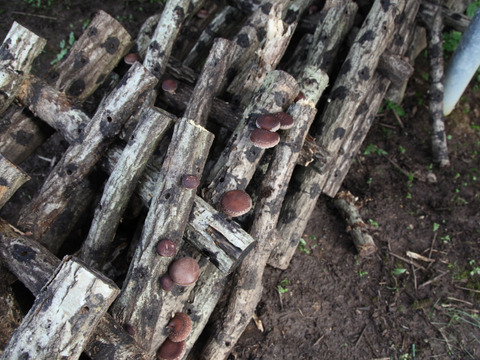 超絶旨味の『原木栽培』乾燥スライスしいたけ！