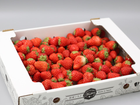 小粒＆変形加工用傷ありいちご1kg！ジャムやスイーツ作りにどうぞ♪