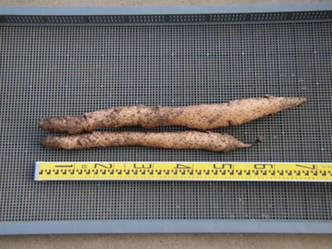 自然薯　3113ｇ（25-1-10）１０％Off