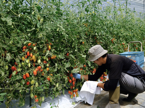 山の恵みがつくる肉厚でジューシー！アイコミニトマト (2kg)