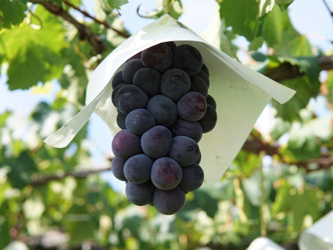 【クール便】種無しピオーネ ご自宅用1.2kg箱（2房〜3房）