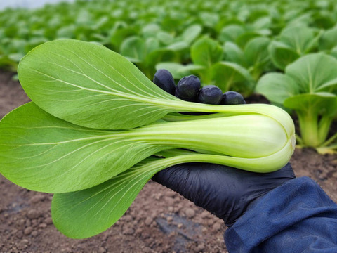 【旬の上州野菜　春！】お試しサイズ（3~5品目）梱包まで丁寧に