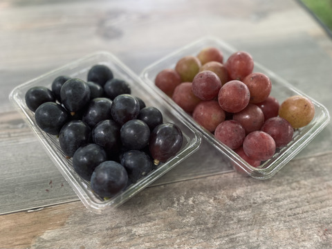 信州の粒ブドウセット【ナガノパープル】×【シナノスマイル】700g [NpSs]
