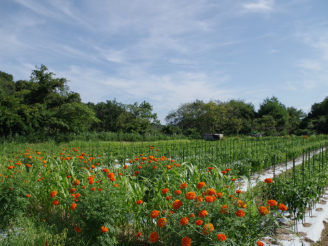 淡路島産！ハラペーニョ唐辛子500g【農薬化学肥料不使用】