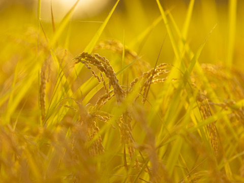 【南魚沼産】農薬を減らして育てたお米の「自家製新鮮生米ぬか」 1kg