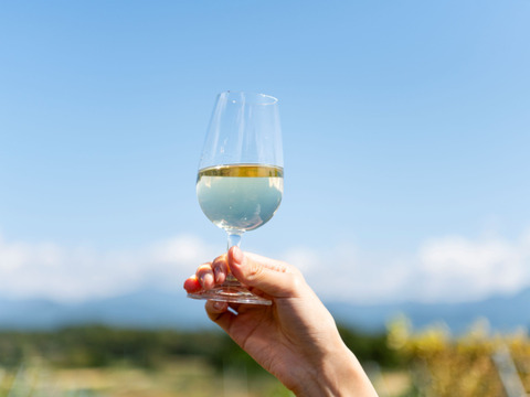 CHARDONNAY（シャルドネ） 2024