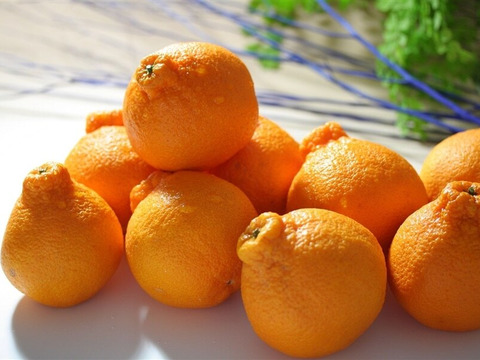 【早割！！】果汁たっぷり！！愛媛県産デコ不知火（しらぬい）１０kg入【ご家庭用】