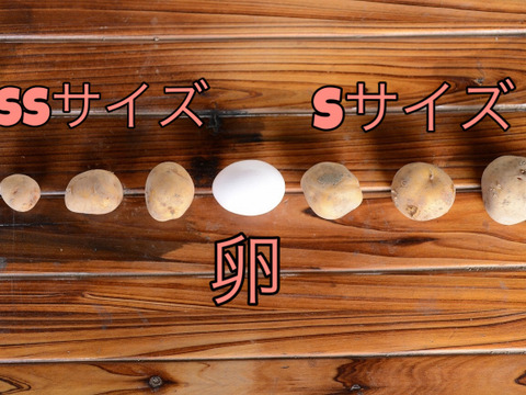 【数量限定】コロじゃが！！キタアカリ　(5kg) Sサイズ SSサイズ 煮っころがし最適