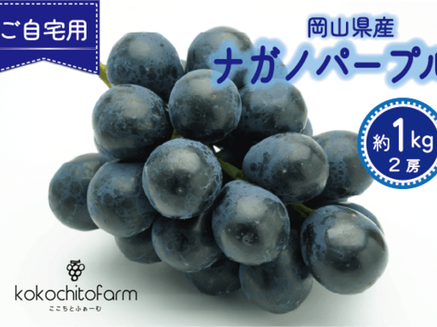 皮ごと食べれる！岡山県産『ナガノパープル』ご自宅用２～３房・約1kg