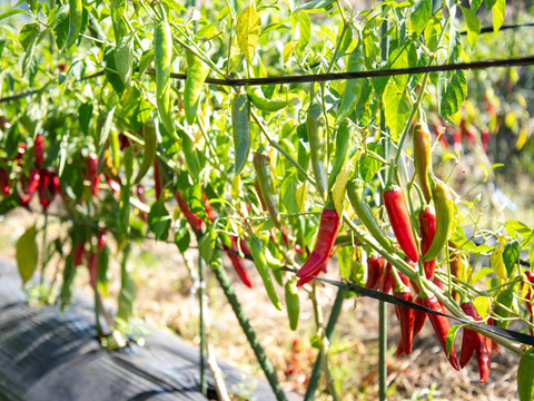 ちょい辛ペーニョ2本セット【エスニック×プレミアム】