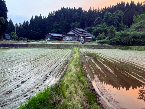 【お得！まとめ買い】自然栽培コシヒカリ白米25kg（富山県氷見産）