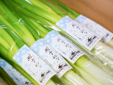 冬季限定！姫雪ねぎ（2.５kg）