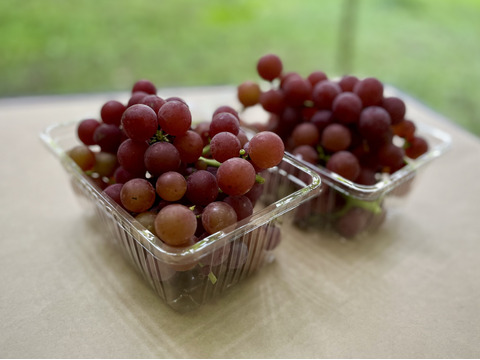 信州産の中粒ブドウ＜ノースレッド＞２kg [Nr4]