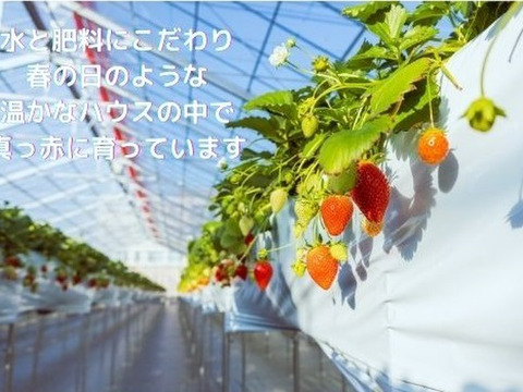 《ハルノヒのやよいひめ》デラックス（シングル）贈り物にもピッタリ♪大粒で甘くて食べごたえ抜群！大好評につき早期ご注文限定価格#早い者勝ち#配達指定日不可、ですが、ご相談ください