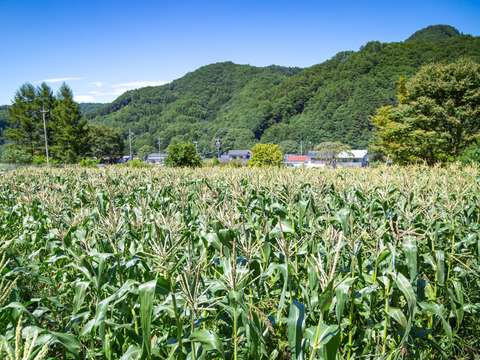 【農薬・化学肥料 不使用】高糖度！！純白であま～い　生で食べられるフルーツコーン(10kg)