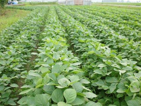 ＊訳あり＊【8月のお届け】◎自然栽培◎山形県鶴岡特産「茶豆えだまめ」4kg
