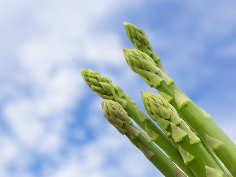 【数量限定】春一番★皮むき不要のジュワっと甘アスパラ！長野県産（太めLサイズ1kg）