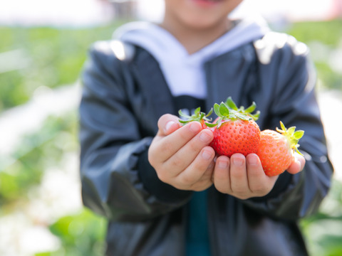大人気！あまおう