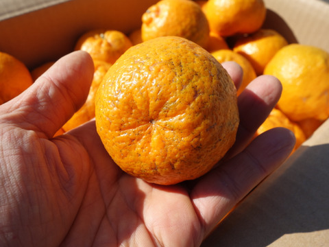 【甘いけど傷もの。訳あって家庭用】びわ屋のポンカン（千々ポンカン）5㎏でお届け
