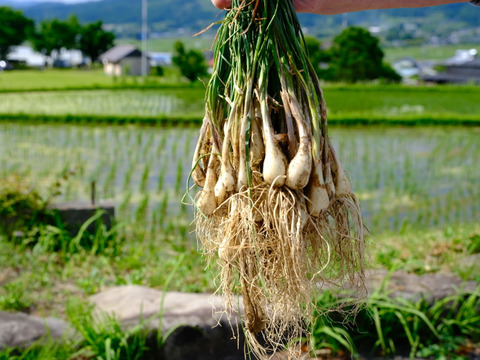 完全！肥料・農薬不使用 自然栽培 らっきょう5kg 限定栽培】農薬不使用の根付き生らっきょう 5kg 【収穫から