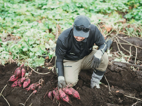 紅はるか　新芋　4,5kg
