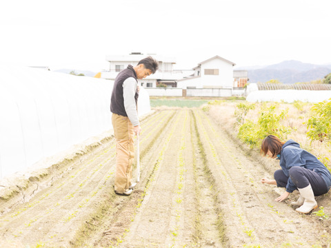 【自然栽培】肉厚で美味しい！札幌大葉ほうれん草1kg