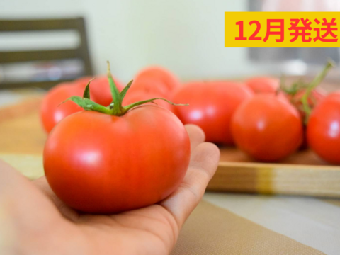【先行予約10%割 限定50箱】【訳あり】冬春トマト生産量日本一の熊本県八代市産規格外トマト4kg《2024年11月末で受付終了》ご購入していただきました順に「2024年12月」に順次発送いたします。