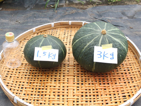 かぼちゃ『ダークホース』２玉約３㎏　ホクホク甘くて美味しい