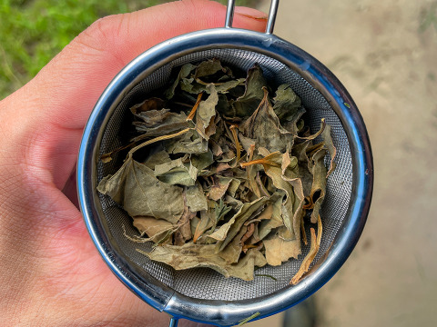 【当日採取でお届け】天然 自然栽培 ドクダミの葉っぱ ネコポスでお届け