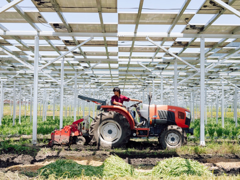 「香り」「歯ごたえ」抜群！愛知県産ニラ（業務用・10㎏/箱）＊家庭用も承ります！