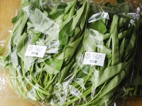 化学農薬・肥料不使用の空芯菜（約1.4kg）お魚が野菜を育てる「アクアポニックス」で栽培