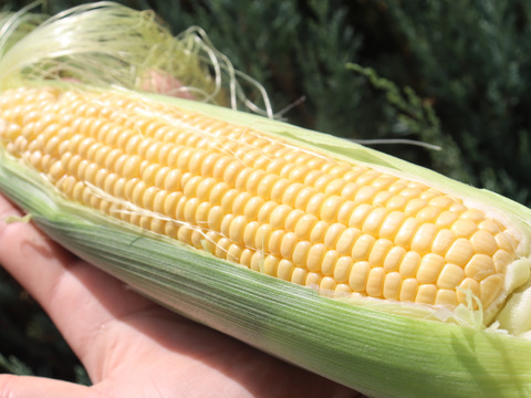 Mサイズとうもろこし10本（ゴールドラッシュ）
熊本県産　生でも食べられます。濃い甘さが特徴