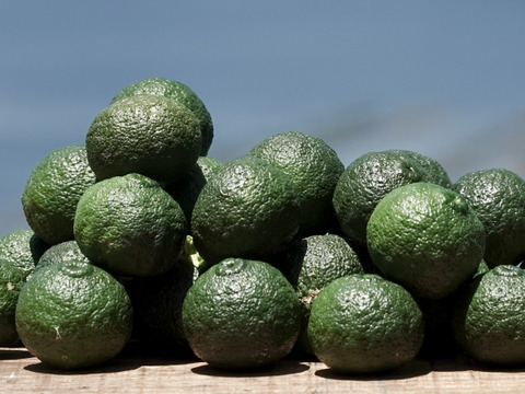 【薬味や香り付けに】青柚子 1kg【防腐剤・ワックス不使用】