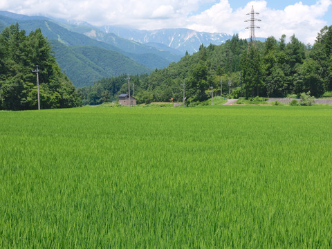 【令和7年新米】白馬村産新米コシヒカリ 10kg｜令和3年金賞受賞歴あり・信州認証米（数量限定）