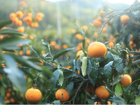 【お得用】はるのみかんカラマンダリン　お得用5キロ×1箱