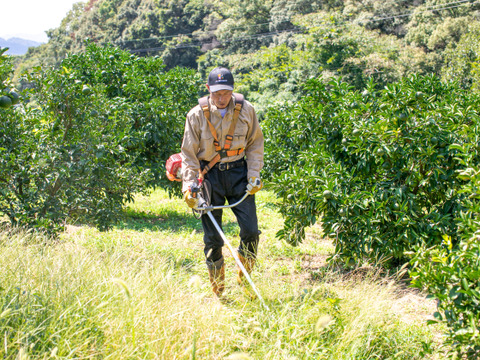 【自然栽培】日向夏４kg箱詰 -農薬不使用・無肥料・無除草剤-
