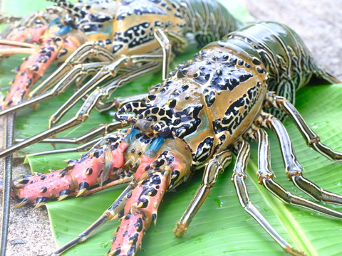 【徳之島産】鮮度抜群！獲れたて伊勢海老1Kg（1-3尾）