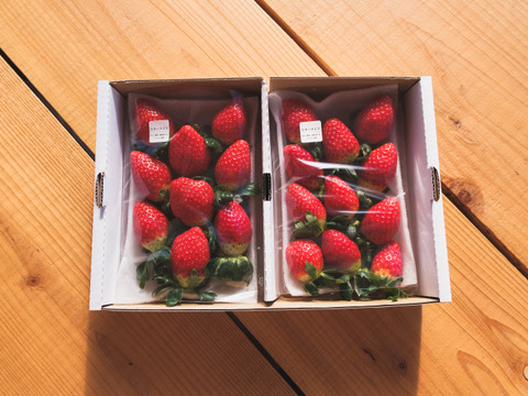 【人気品種】スターナイト2P　お得なご家庭用！　250g×2p