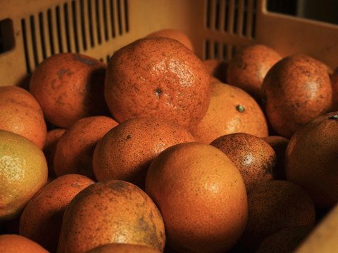 【訳ありだけど美味しさそのまま】愛媛みかん 5.5kg 愛媛県川上産
