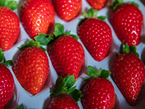 農薬ゼロ 100%オーガニックいちご 中粒(18粒)