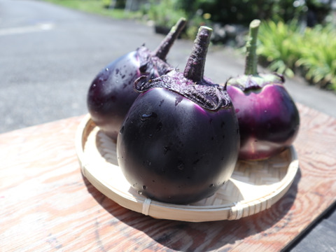 京伝統野菜『賀茂なす』３個